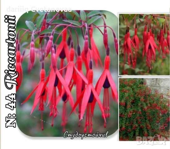 Фуксия за Градинска3.85€ и Каскадна 2.90€, снимка 13 - Градински цветя и растения - 54205891