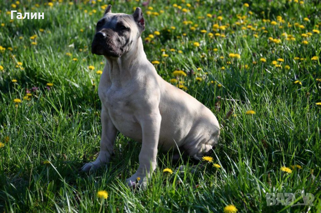 Перо де преса канарио,канарски дог,дого канарио, снимка 3 - Други - 35049174