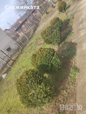 Продавам чемшири, снимка 2 - Градински цветя и растения - 40003485