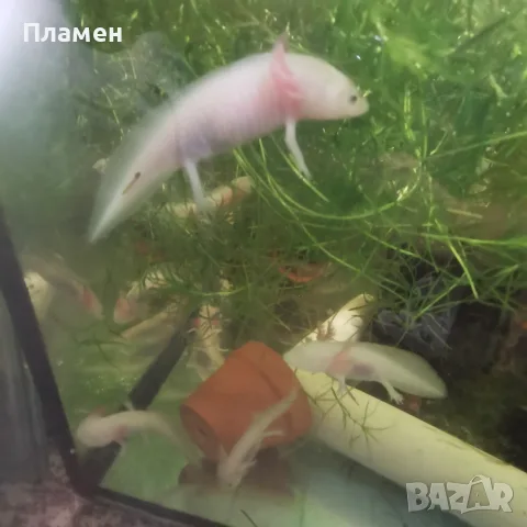 Аксолотъл/Амбистома 