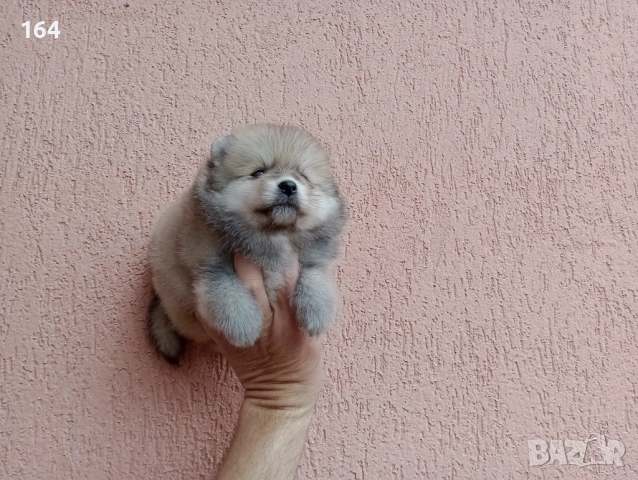 Померани. Реални снимки от 29.03.26 г., снимка 7 - Померан - 54012750