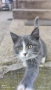 Сиво малко котенце си търси дом, снимка 7