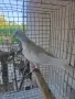 Пощенски гълъби, снимка 3