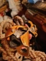 Алпийско оборудване Petzl - самохвати и десандьор , снимка 4