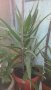 Алое Плевен, снимка 1 - Стайни растения - 29565712