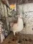 Чифт пазарджийски гълъби, снимка 2