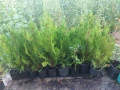 Източна туя (разсад), снимка 3