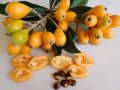 Японска мушмула (Eriobotrya japonica, Loquat) Размер 10-20см за 12лв и около 80см за 35лв , снимка 2