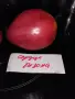 Семена домати и други зеленчуци, снимка 15