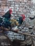 Разплодни яйца от Шведска цветна кокошка , снимка 6