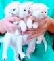 Шотландски мъжки женски , снимка 1