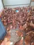 продавам ярки на шест месеца проносили ваксинирани, снимка 4