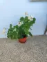 Мушката, сакъзчета и каланхое, снимка 7