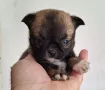Момиченце мини чихуахуа, снимка 3