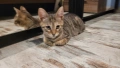 Подарявам малко котенце , снимка 7