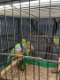 продавам гулдови папагалови и други амадини, снимка 2