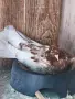 Промоция ! Два чифта заедно , снимка 2