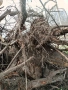 Корени от Орех , снимка 9