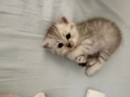 сребърни котета , снимка 3