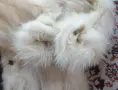 манто от арктическа лисица M ДВУЛИЦЕВО!!!, снимка 14