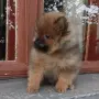 Померан момиченце, снимка 2