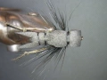 Изкуствени мухи - щурец, снимка 17