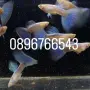 Рибки Гупи Синя Московска и Albino Blue Topaz, снимка 3
