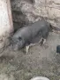Виетнамски прасета, снимка 4