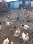ПРОДАВАМ ОПЛОДЕНИ КОКОШИ ЯЙЦА , ЗА РАЗПЛОД, снимка 15