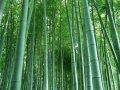 100 броя редки бамбукови семена зелен бамбук Moso-Bamboo мосо бамбо растение за декорация украса за , снимка 3