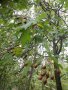 Брекина (Sorbus terminalic) плодно медоносно дърво, снимка 7