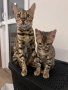 Бенгалски котенца , снимка 2