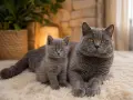 Британски късокосмести котенца, снимка 3