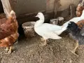 Продавам патици , снимка 5