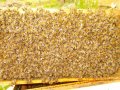 Пчелни отводки, снимка 1