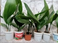 Аспидистра, с по 5-6 стръка в саксия , снимка 1
