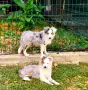 продават кученца шелти, снимка 3