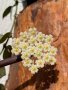 Hoya Krohniana eskimo , снимка 1 - Стайни растения - 44357628