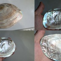 огромна мида с перли, снимка 4 - Колекции - 30057629