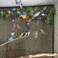 Продавам различни видове папагали, снимка 12 - Папагали - 42527505