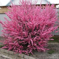 Японска Слива- Prunus triloba Студоустойчива, снимка 4 - Разсади - 38888036