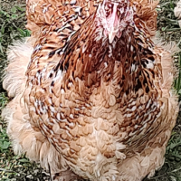 Разплодни яйца от Кохин стандарт , снимка 5 - Кокошки и пуйки - 44788818