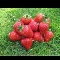 продавам разсад ягоди, снимка 7 - Сортови семена и луковици - 34210388
