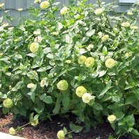 Зелена Циния - семена , снимка 4 - Градински цветя и растения - 44399734