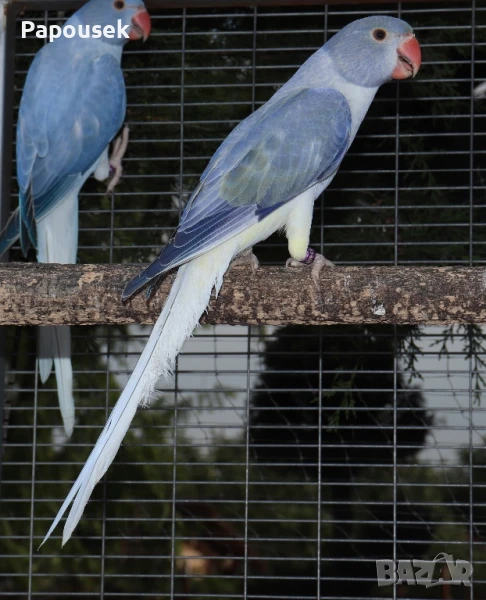 Малък Александър , снимка 1