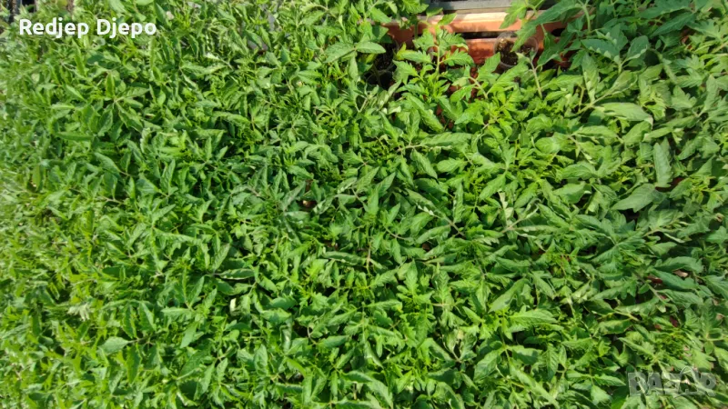 Разсад Ранни Домати,Скубани домати,Краставици и Тиквички, снимка 1