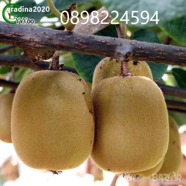 Киви Голд-Златно киви, снимка 1