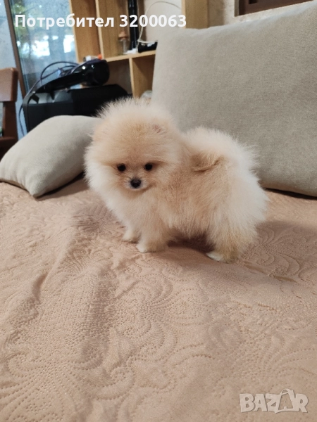 Померан мини мъжко , снимка 1