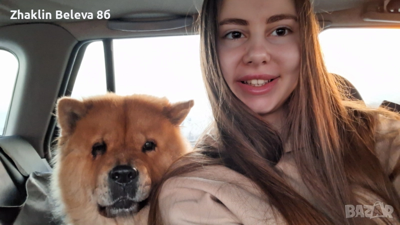 Разхождане и настаняване на домашен любимец, снимка 1