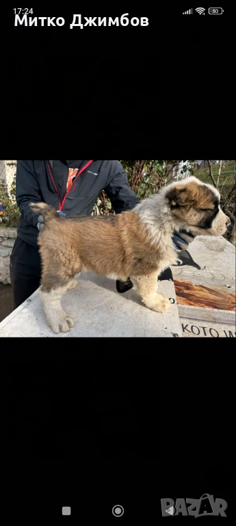 Кавказки вълкодави , снимка 1